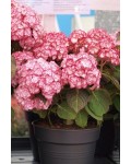 Гортензія широколистна Міс Саорі (Ю енд Мі) | Hydrangea macrophylla Miss Saori (You & Me) | Гортензия широколистная Мисс Саори (Ю энд Ми)
